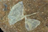 14.7" Fossil Ginkgo Plate From North Dakota - Paleocene - #130434-3